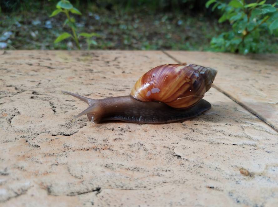 Photo Small